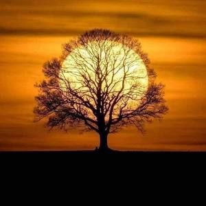 Meet your Posher, Alison